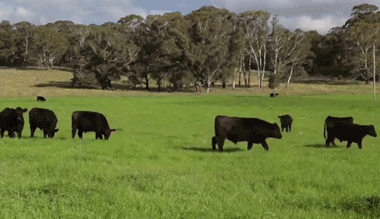 5.gif